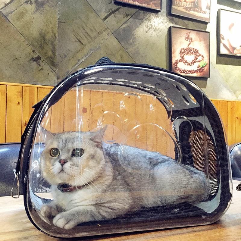 mochilas para gatos grandes con gato